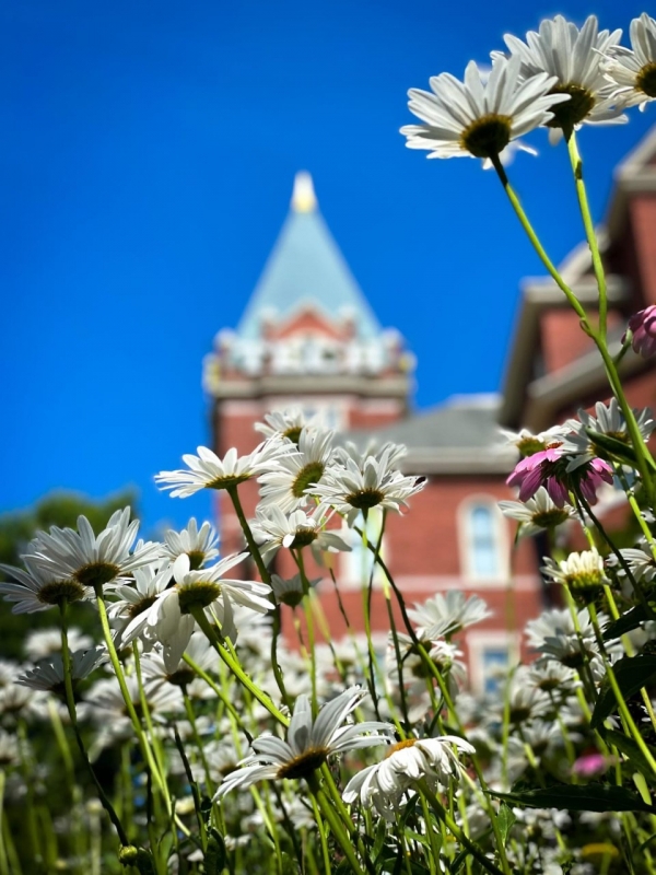 tech tower with daisies in foreground