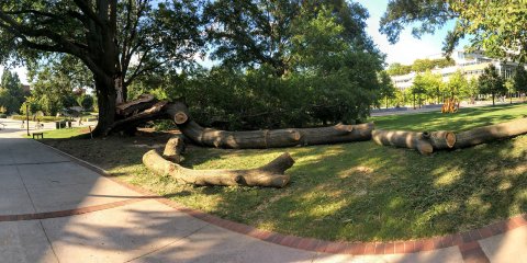 Willow Oak in pieces Willow Oak in pieces